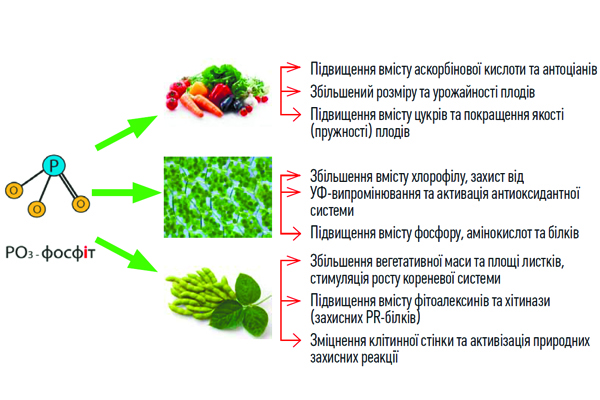 Рис. 3. Біостимулююча дія фосфіту на ріст, розвиток рослин і якість урожаю